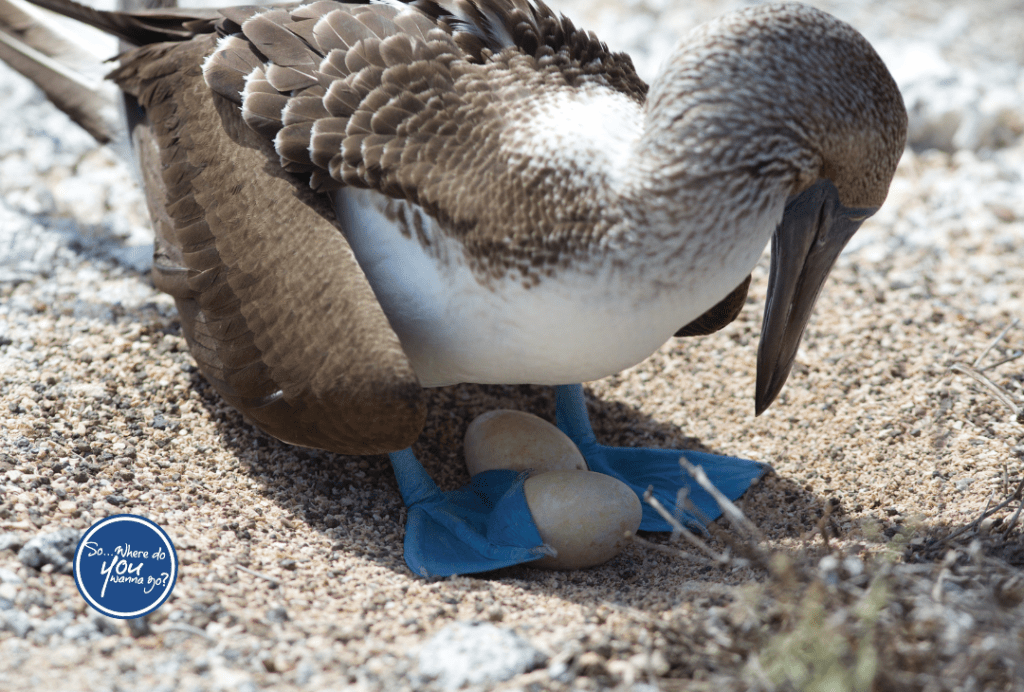 Where Evolution Comes Alive: Adventures in the Galápagos&nbsp;Islands